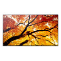 SHARP - Sharp MultiSync PN-M752 189,2 cm (74.5'') LED 550 cd / m² 4K Ultra HD Negro 24/7 - PNM752