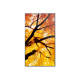 SHARP - Sharp MultiSync PN-M752 189,2 cm (74.5'') LED 550 cd / m² 4K Ultra HD Negro 24/7 - PNM752